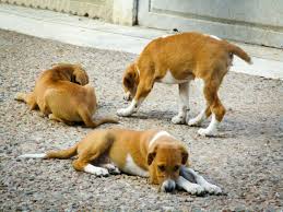 Feeding Dogs